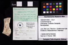 Foto (Objket + Etiketten) von Decapoda indet 